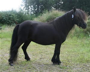 Gl&auml;ntans Pingla RS 5417