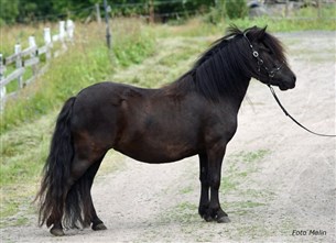 Donna af J&auml;boruder