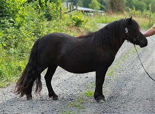 Desdemona af J&auml;boruder