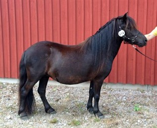 Dahliak af J&auml;boruder
