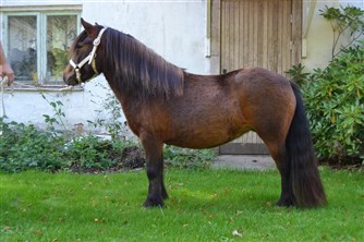 Gl&auml;ntans Miss-Lee RS 6888